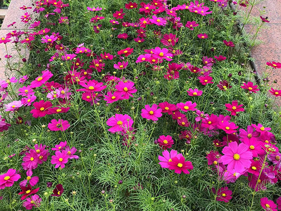 太原鲜花绿植公司-广场花坛摆设设计